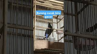 Download lagu Pburung cucak biru gacor mp3