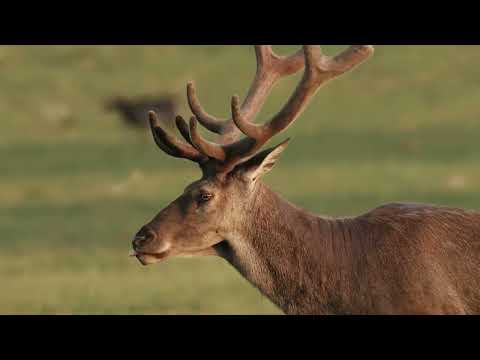 Féltve őrzött kincsünk a magyar gímszarvas