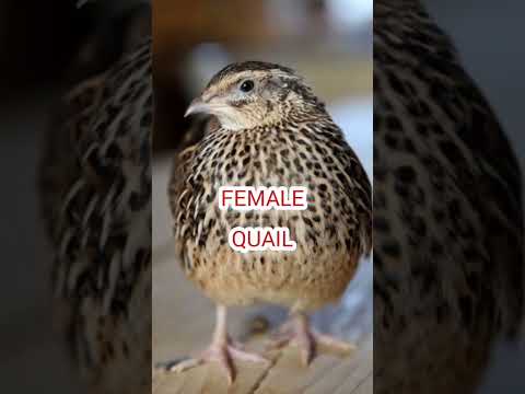 female quail, Madi Batair ki kirak// #batair #bird #quailhunting #birdhunting #nature