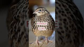Download lagu female quail, Madi Batair ki kirak// #batair #bird #quailhunting #birdhunting #nature mp3