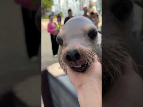 اغرب حيوان لطيف 😅 #اكسبلور #العراقي_عبود