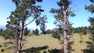 FPV Between Trees