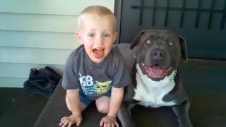 Pit Bulls Playing With Babies