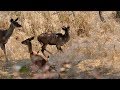 Surprised by the Leopard look what these Kudu do