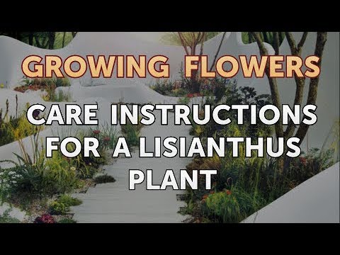 How to Grow Lantana From Saved Seeds