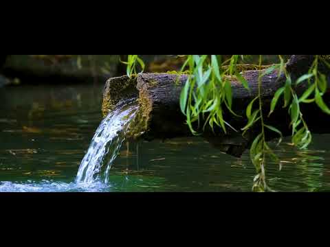 Nature Sounds with Relaxing Music, Forest Music, Sleep Music, Meditation Music etc 2022 OFFICIAL