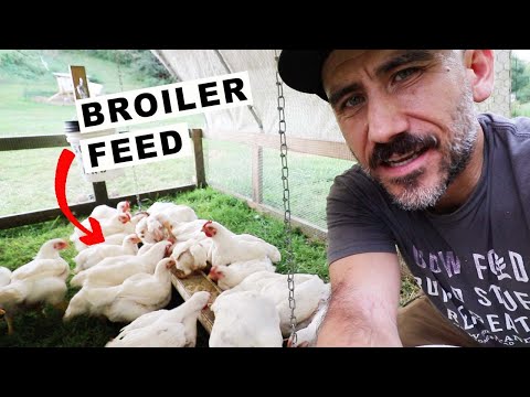 How much Feed for (30 BROILERS) Chickens 🐓