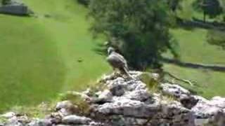 preview picture of video 'Peregrine Falcon Chick at Malham Cove 2008'