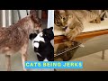 Cats Being Jerks Supercut