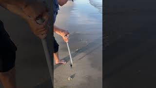 Catching mantis shrimp on shore | #shrimp #catchingseafood #onshore