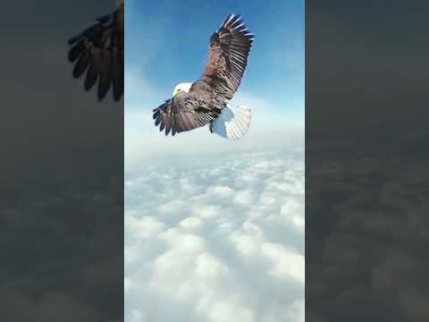 abb na chiraiya udi baj udane wala BA|watchapp ❤️ status|