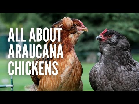 Araucana — vsetko o nich
