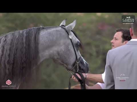 N 58 BANDAR ALJASSIMYA   Global Champions Arabians Tour Muscat   Colts 2 3 Years Old Section B Class