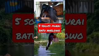 Download lagu 5 Tips atasi murai batu Over birahi mp3 Download lagu 5 Tips atasi murai batu Over birahi mp3