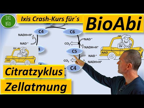 Citric acid cycle detailed (advanced) - Citric acid cycle - Krebs cycle BioAbi preparation