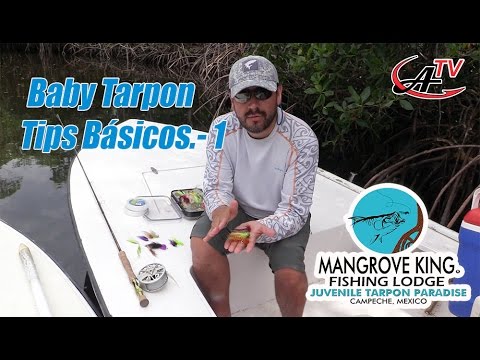 Baby Tarpon.- Tips Ba?sicos 1- Campeche Mx.