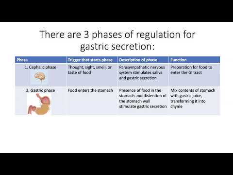 Regulierung der Magensekretion