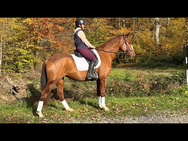 Elégante Jument Selle Français 5 ans