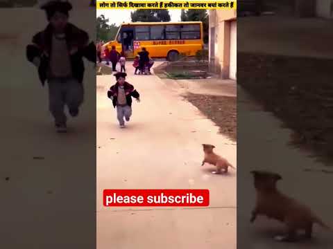 puppyfriends #love #funny #dog #cute #doglover #music #bollywood #oldisgold #song