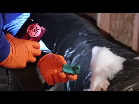 Mouse Activity Found in the Attic in Carteret, NJ