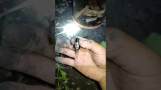 Download lagu banyak jangkrik di sawah ini!! #sibolang #bolang mp3 Download lagu banyak jangkrik di sawah ini!! #sibolang #bolang mp3