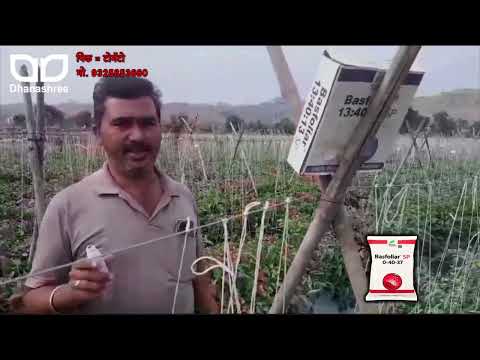 Light blue liquid basfoliar cover sl, for soil application