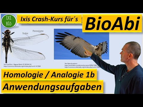 Homologe und analoge Organe: Anwendungsaufgaben 1b Begründen/Beurteilen BioAbi (Analogie Homologie)