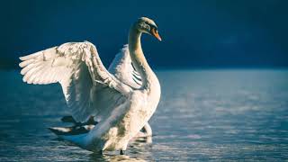 Download lagu 白鳥(サン=サーンス)ピアノ伴奏のみMP3 (Saint-Saëns: The Swan Piano accompaniment only MP3) mp3 Download lagu 白鳥(サン=サーンス)ピアノ伴奏のみMP3 (Saint-Saëns: The Swan Piano accompaniment only MP3) mp3