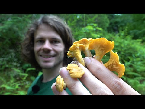 Pfifferlinge Sammeln - Das Gold des Waldes - Standort, Merkmale, Inhaltsstoffe, Studien, Zubereitung