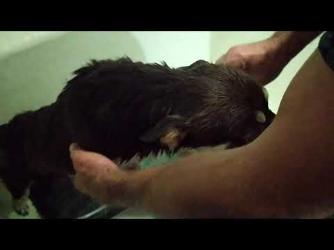 Все счастливые./В парикмахерской под контролем мужа./Малыш купается под душем./