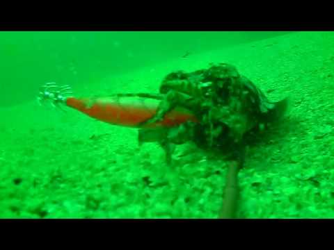 Fiskeri efter blæksprutter