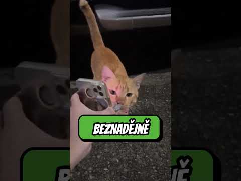 Nejlepší způsob, jak najít ztracenou kočku ❤️