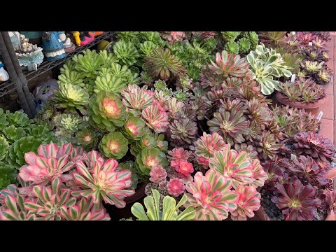 Kay's Garden Tour - December 2025