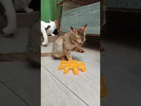 Time Machine Cats !!!! Longest Daily Cat's Story , SHORTS