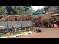 Elephants enters in Jamboni block of Jhargram