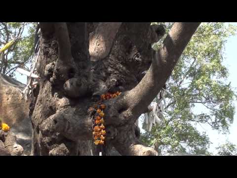 Wish Fullfilling Tree Puttaparthi - Kalpa Vriksha India