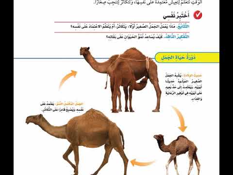 فيديو تعليمي