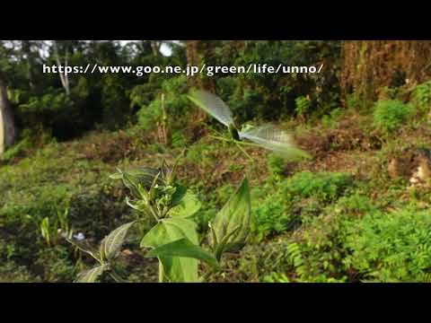 カメルーンのウスバカマキリの飛翔　Mantis religiosa