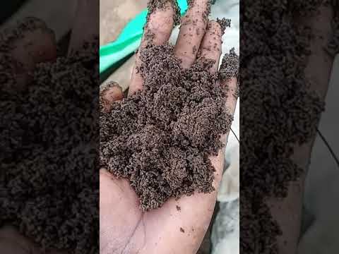 Organic vermi compost