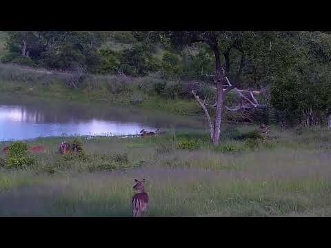 Djuma Private Game Reserve Live Stream