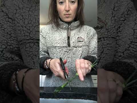 Caring for your cut flower - long vase life #cutflowers