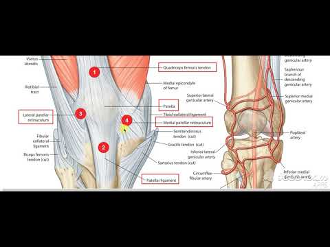 Quadeiceps insertion 2