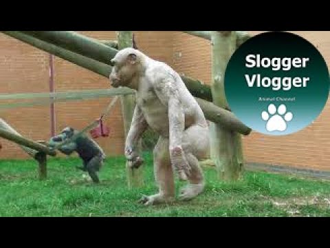 Various Apes Walk Like Humans - Even Jambo The Hairless Chimp
