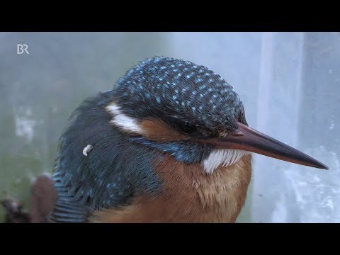 Verunglückte Eisvogel-Dame wird wieder aufgepäppelt | BR24