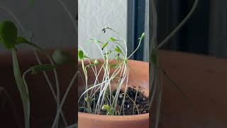 Satisfying plant timelapse #timelapse #plants #short #plant #viral