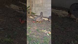 The Fab 4 ! Our Easter Eggers Live Their BEST Life! #fun  #chicken #update #funnyvideo #love #news