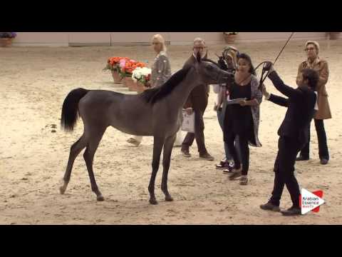 N.5 TF DAUPHINE - Milan 2016 - Yearling Fillies (Class 1A)