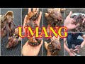Umang Omang | Hermit Crabs in the Philippines | Fishing Bait