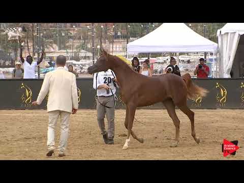 N.20 D SHAMKHAH - Menton 2019