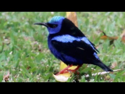 Bird Identification:  Red legged Honeycreeper